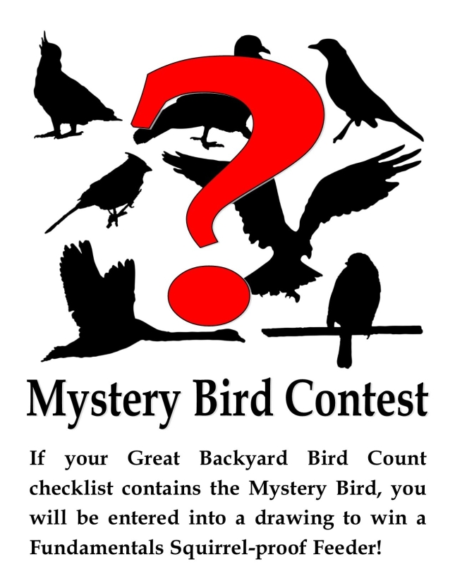 Mystery Bird Contest